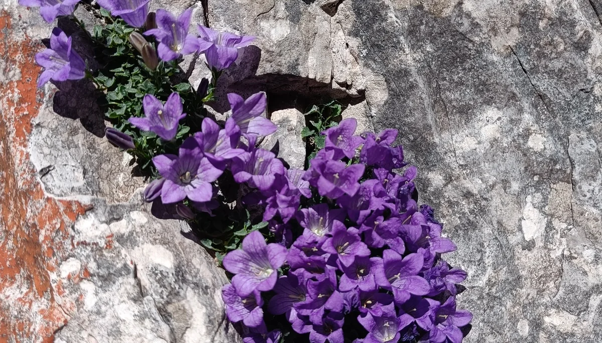 Dolomitenglocken-Blume | © Bergfreunde München JvU