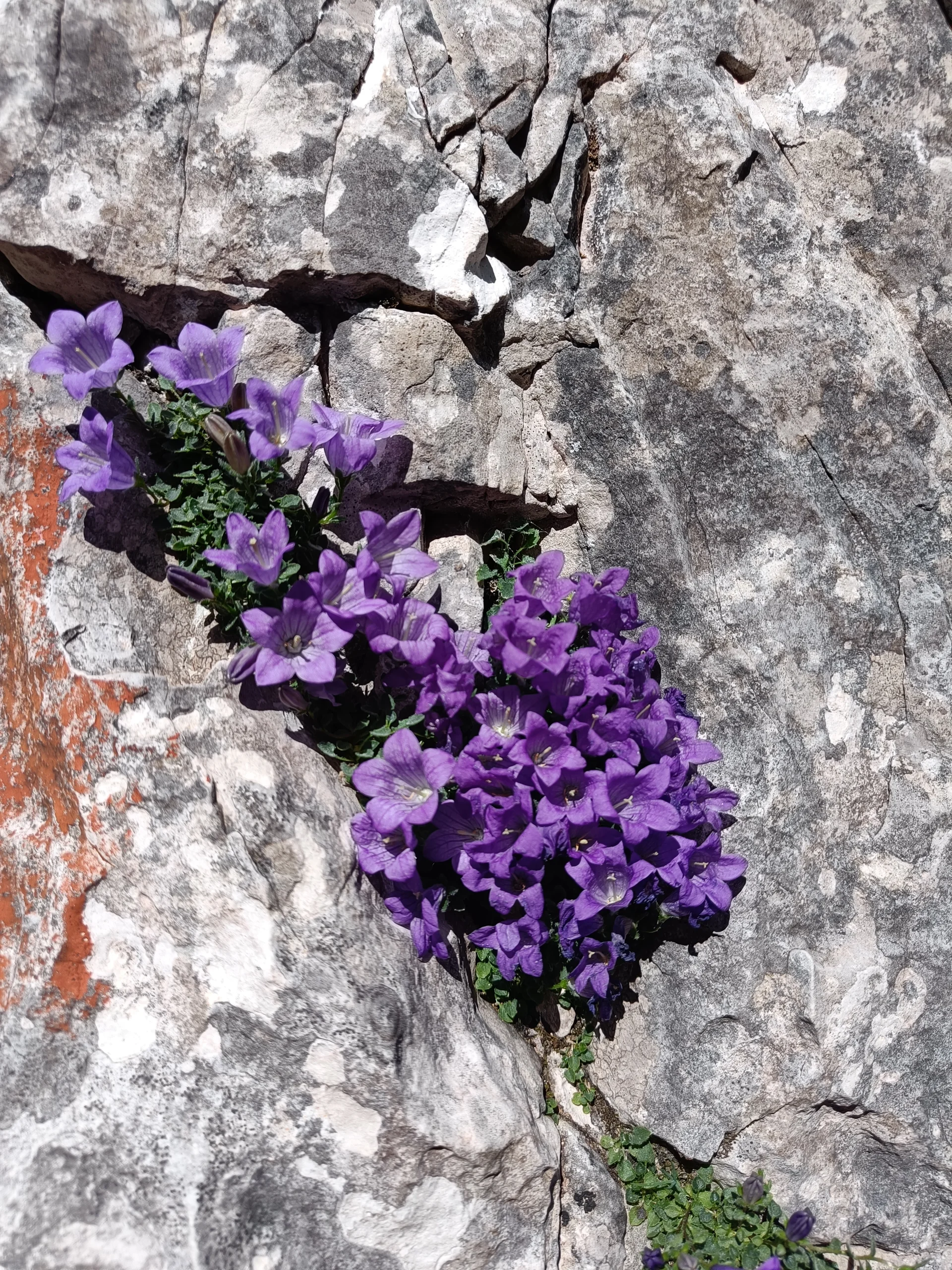 Dolomitenglocken-Blume | © Bergfreunde München JvU