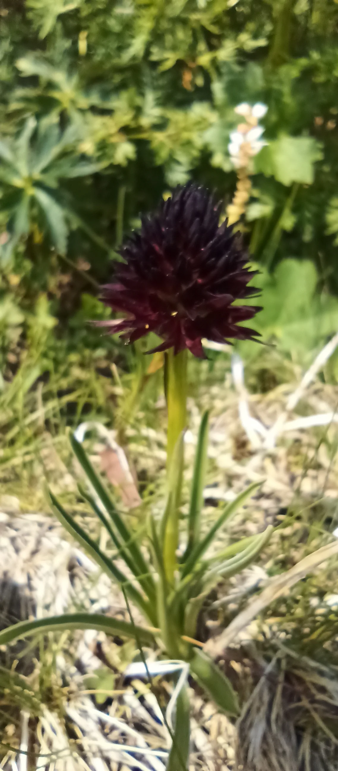 Kohlröschen | © Bergfreunde München