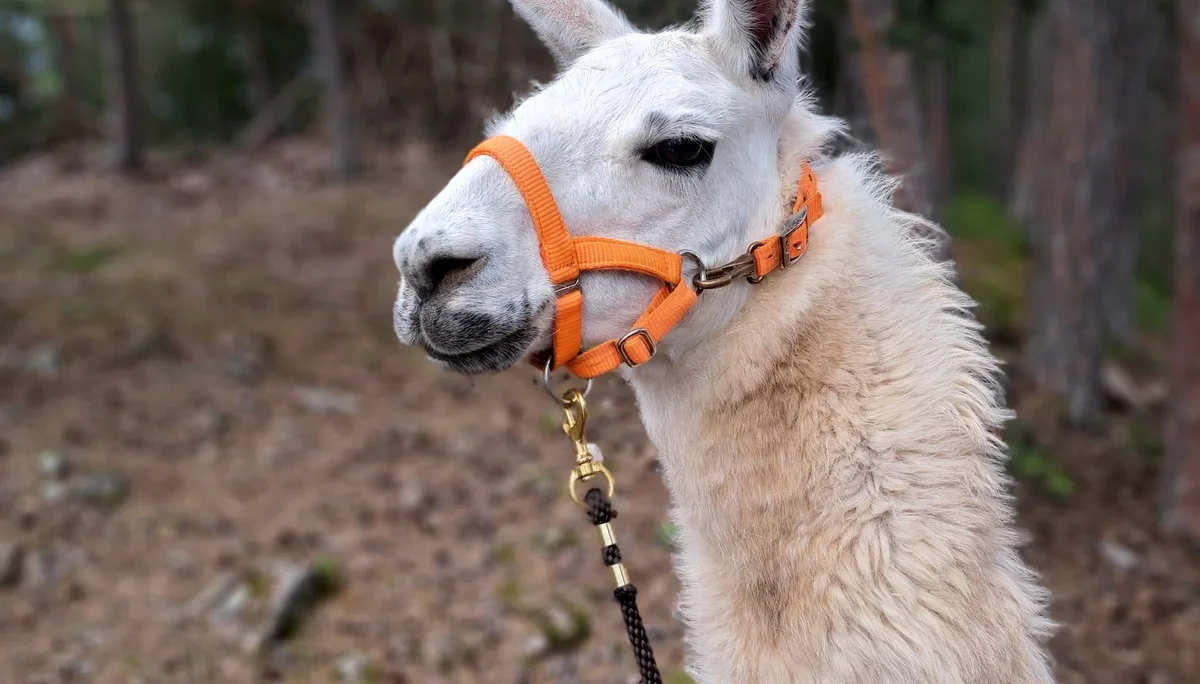 Alpaka weiß | © Bergfreunde München/TAN