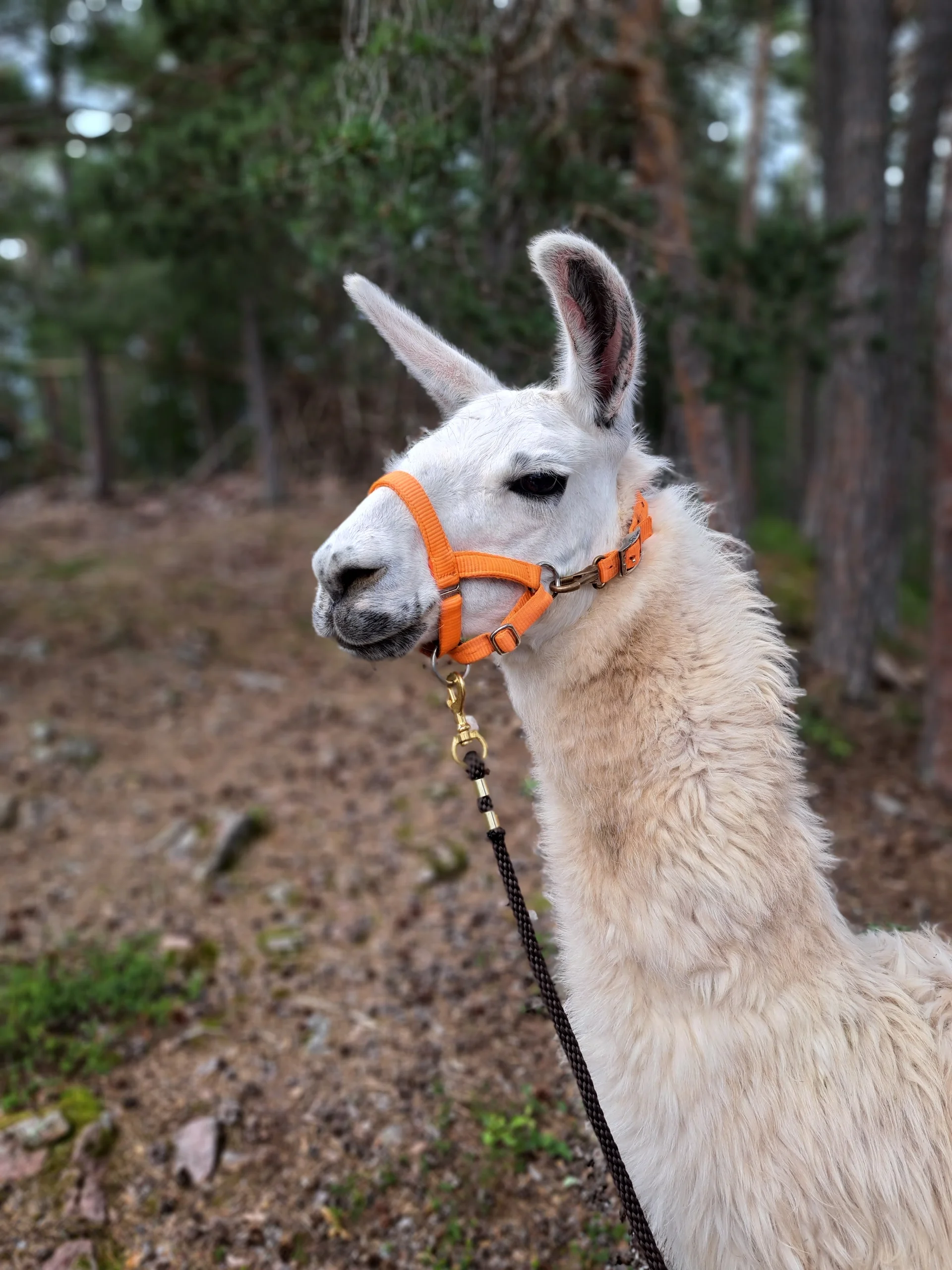 Alpaka weiß | © Bergfreunde München/TAN
