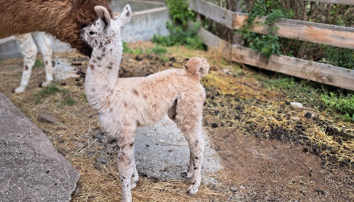 Babylama | © Bergfreunde München/TAN