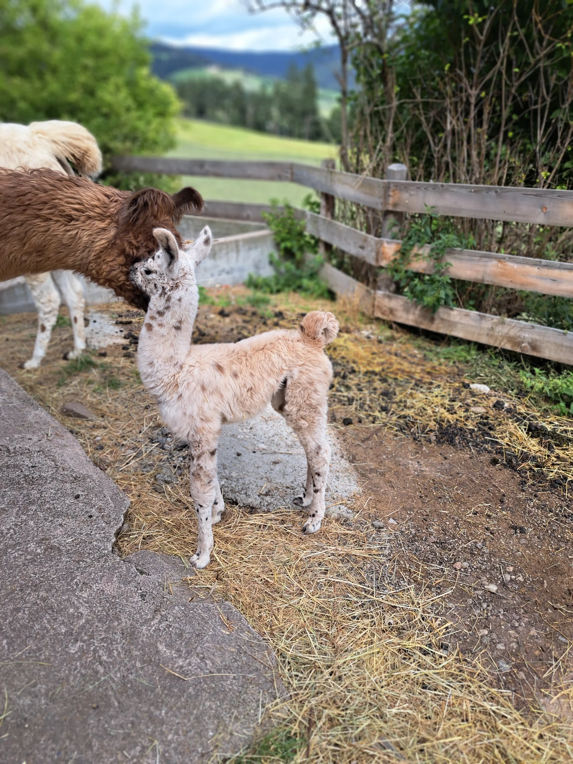 Babylama | © Bergfreunde München/TAN