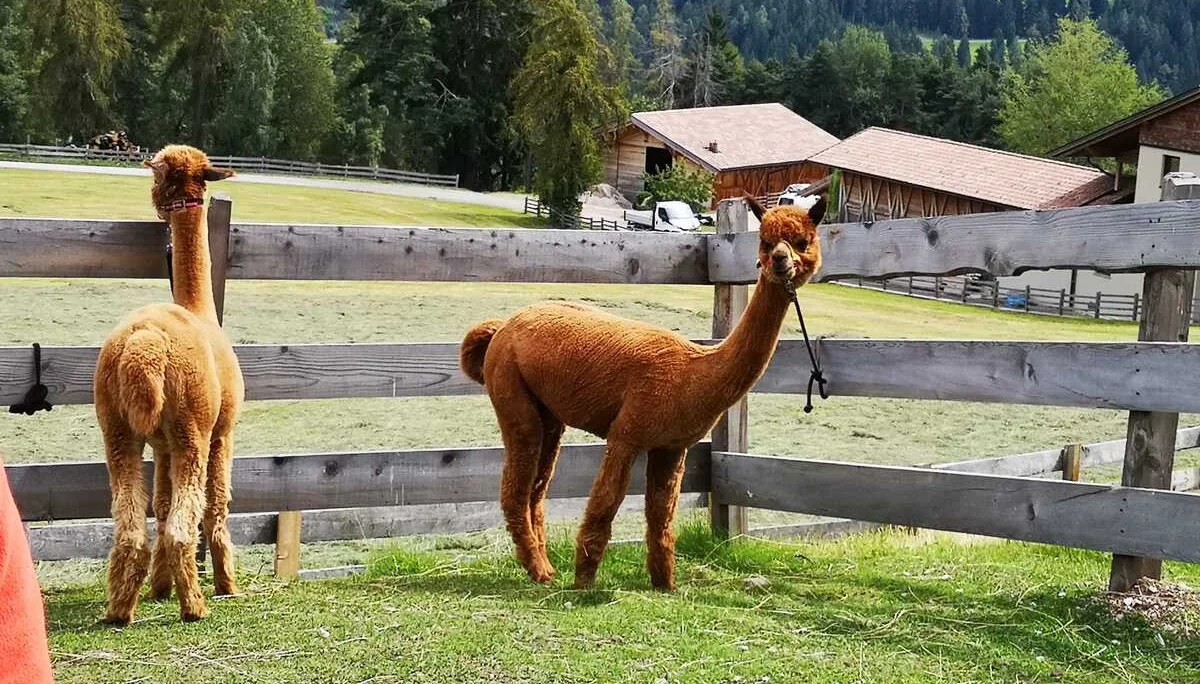 Alpakas am Zaun | © Bergfreunde München/AM