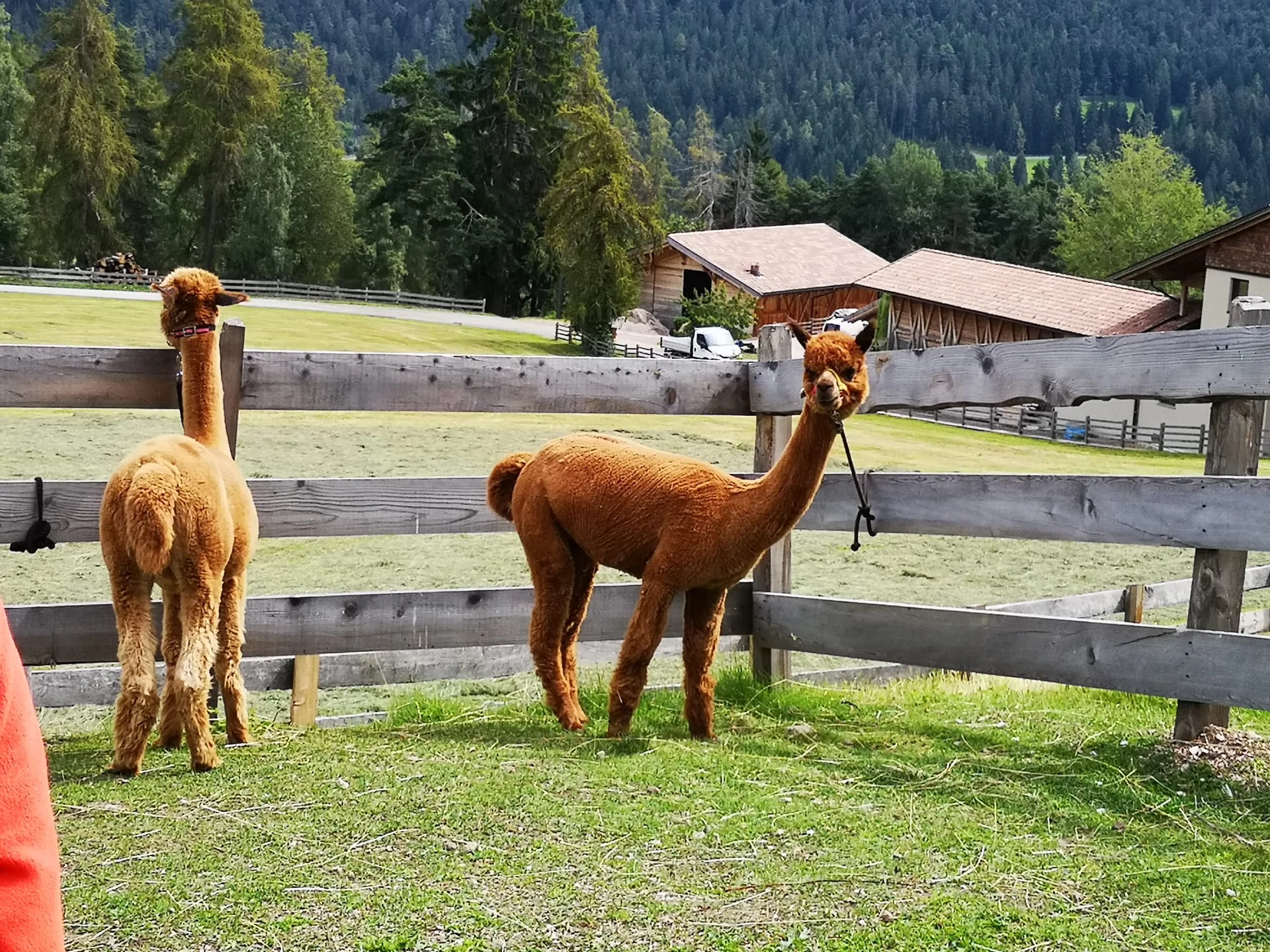 Alpakas am Zaun | © Bergfreunde München/AM