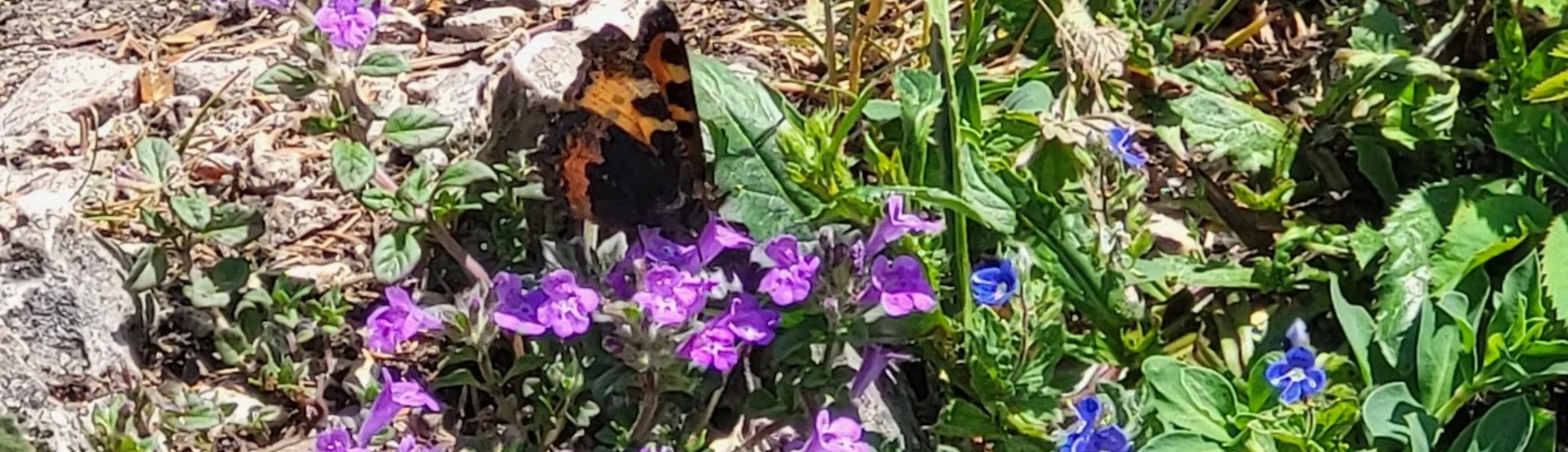 blumen | © Bergfreunde Muenchen