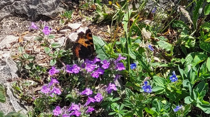 blumen | © Bergfreunde Muenchen