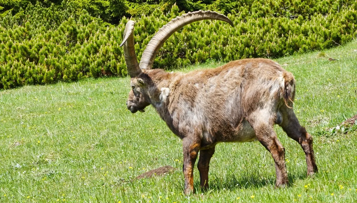 Steinbock am Hochlantsch | © Bergfreunde München