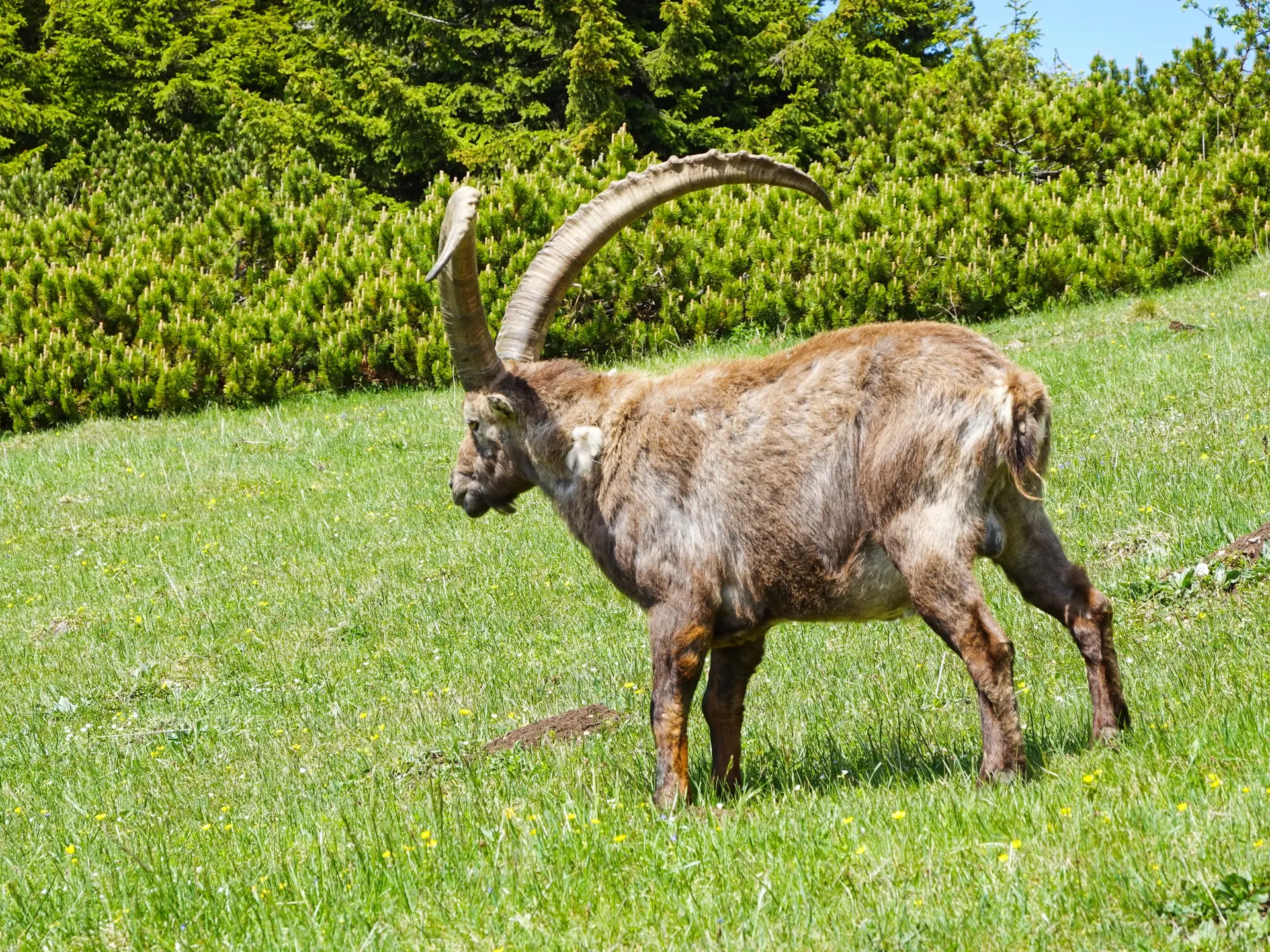 Steinbock am Hochlantsch | © Bergfreunde München