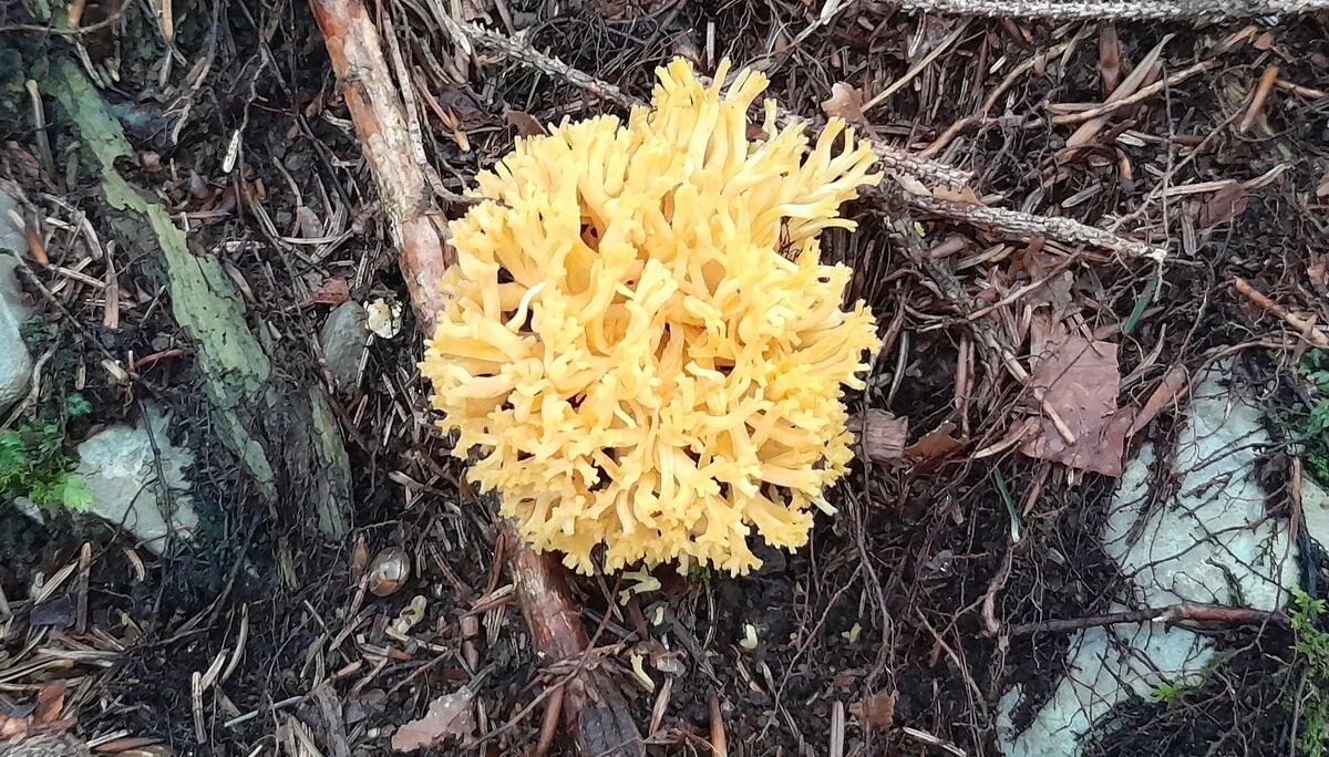 Bärentatze | © Bergfreunde München JvU