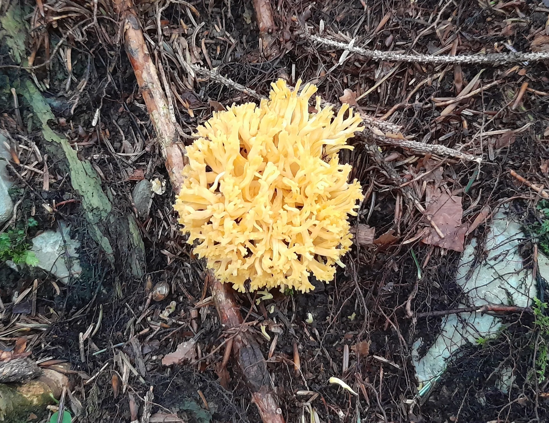 Bärentatze | © Bergfreunde München JvU